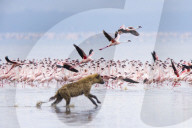 FEATURE: Hyäne auf Flamingo-Jagd in Kenya
