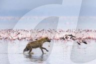 FEATURE: Hyäne auf Flamingo-Jagd in Kenya