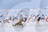 FEATURE: Hyäne auf Flamingo-Jagd in Kenya