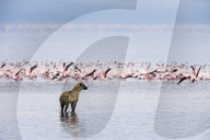 FEATURE: Hyäne auf Flamingo-Jagd in Kenya