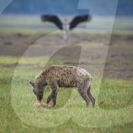 FEATURE: Hyäne auf Flamingo-Jagd in Kenya