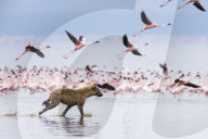 FEATURE: Hyäne auf Flamingo-Jagd in Kenya