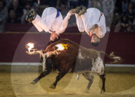 FEATURE: Traditioneller Stierkampf in Zaragoza, Spanien 
