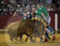 FEATURE: Traditioneller Stierkampf in Zaragoza, Spanien 