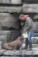 PEOPLE: Jörg Pilawa tauft im Hamburger Zoo das  Walrossbaby Loki