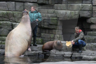 PEOPLE: Jörg Pilawa tauft im Hamburger Zoo das  Walrossbaby Loki