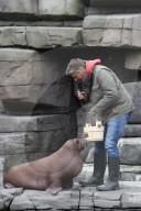 PEOPLE: Jörg Pilawa tauft im Hamburger Zoo das  Walrossbaby Loki
