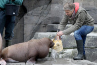 PEOPLE: Jörg Pilawa tauft im Hamburger Zoo das  Walrossbaby Loki