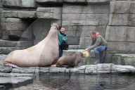 PEOPLE: Jörg Pilawa tauft im Hamburger Zoo das  Walrossbaby Loki