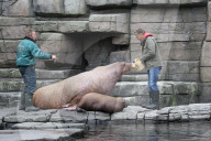 PEOPLE: Jörg Pilawa tauft im Hamburger Zoo das  Walrossbaby Loki