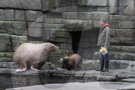 PEOPLE: Jörg Pilawa tauft im Hamburger Zoo das  Walrossbaby Loki