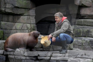 PEOPLE: Jörg Pilawa tauft im Hamburger Zoo das  Walrossbaby Loki