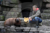 PEOPLE: Jörg Pilawa tauft im Hamburger Zoo das  Walrossbaby Loki