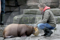 PEOPLE: Jörg Pilawa tauft im Hamburger Zoo das  Walrossbaby Loki