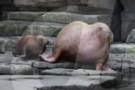 PEOPLE: Jörg Pilawa tauft im Hamburger Zoo das  Walrossbaby Loki