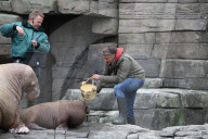 PEOPLE: Jörg Pilawa tauft im Hamburger Zoo das  Walrossbaby Loki