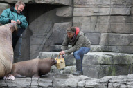 PEOPLE: Jörg Pilawa tauft im Hamburger Zoo das  Walrossbaby Loki