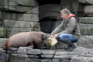 PEOPLE: Jörg Pilawa tauft im Hamburger Zoo das  Walrossbaby Loki