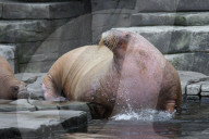 PEOPLE: Jörg Pilawa tauft im Hamburger Zoo das  Walrossbaby Loki