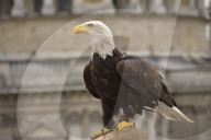 FEATURE: Adler nimmt London in Vogelperspektive auf