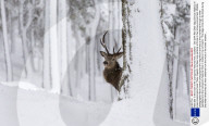 Red deer in the snow in the Cairngorms National Park, Scotland - Dec 2014
