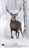 Red deer in the snow in the Cairngorms National Park, Scotland - Dec 2014