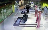 FEATURE: Russland: Bär wird nach Besuch im Shoppingcenter erschossen
