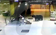 FEATURE: Russland: Bär wird nach Besuch im Shoppingcenter erschossen