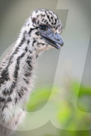 FEATURE: Entzückend! Emu-Junges in Marburg