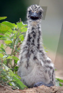 FEATURE: Entzückend! Emu-Junges in Marburg