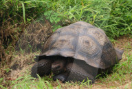 FEATURE: Forscher entdecken neue Riesenschildkrötenart auf den Galapagos Inseln