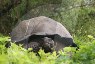 FEATURE: Forscher entdecken neue Riesenschildkrötenart auf den Galapagos Inseln
