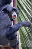 FEATURE: Gibbon im Zoo von Melbourne