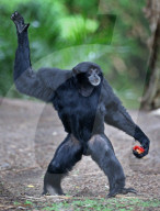 FEATURE: Gibbon im Zoo von Melbourne