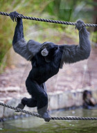FEATURE: Gibbon im Zoo von Melbourne