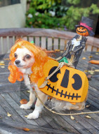 FEATURE: Ob sie es mögen? Hunde im Halloween-Kostüm