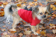 FEATURE: Ob sie es mögen? Hunde im Halloween-Kostüm