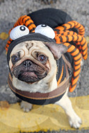 FEATURE: Ob sie es mögen? Hunde im Halloween-Kostüm