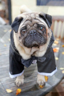 FEATURE: Ob sie es mögen? Hunde im Halloween-Kostüm