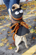 FEATURE: Ob sie es mögen? Hunde im Halloween-Kostüm