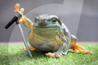 FEATURE: Hier singt ein Frosch