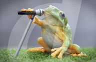 FEATURE: Hier singt ein Frosch