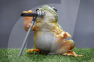 FEATURE: Hier singt ein Frosch