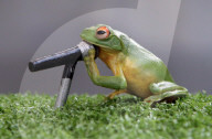 FEATURE: Hier singt ein Frosch