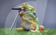 FEATURE: Hier singt ein Frosch