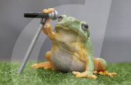 FEATURE: Hier singt ein Frosch