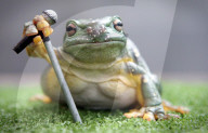 FEATURE: Hier singt ein Frosch