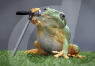 FEATURE: Hier singt ein Frosch