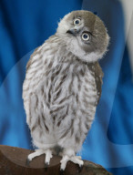 NEWS: Kläfferkäuzchen "Snoop" wird in der Tierstation aufgepäppelt