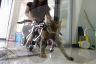 FEATURE: Kätzchen im Rollator